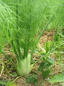 Rezept der Woche Rezept der Woche